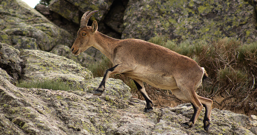 cabra_montesa_najarra_dagacopo.es