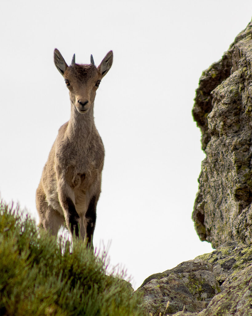 cabra_montesa_najarra_dagacopo.es