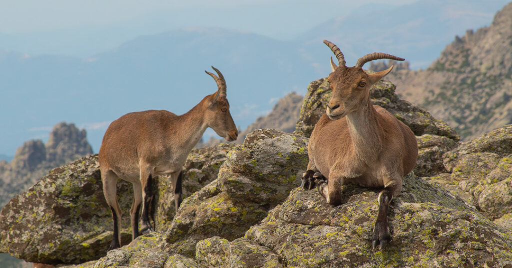 cabra_montesa_najarra_dagacopo.es