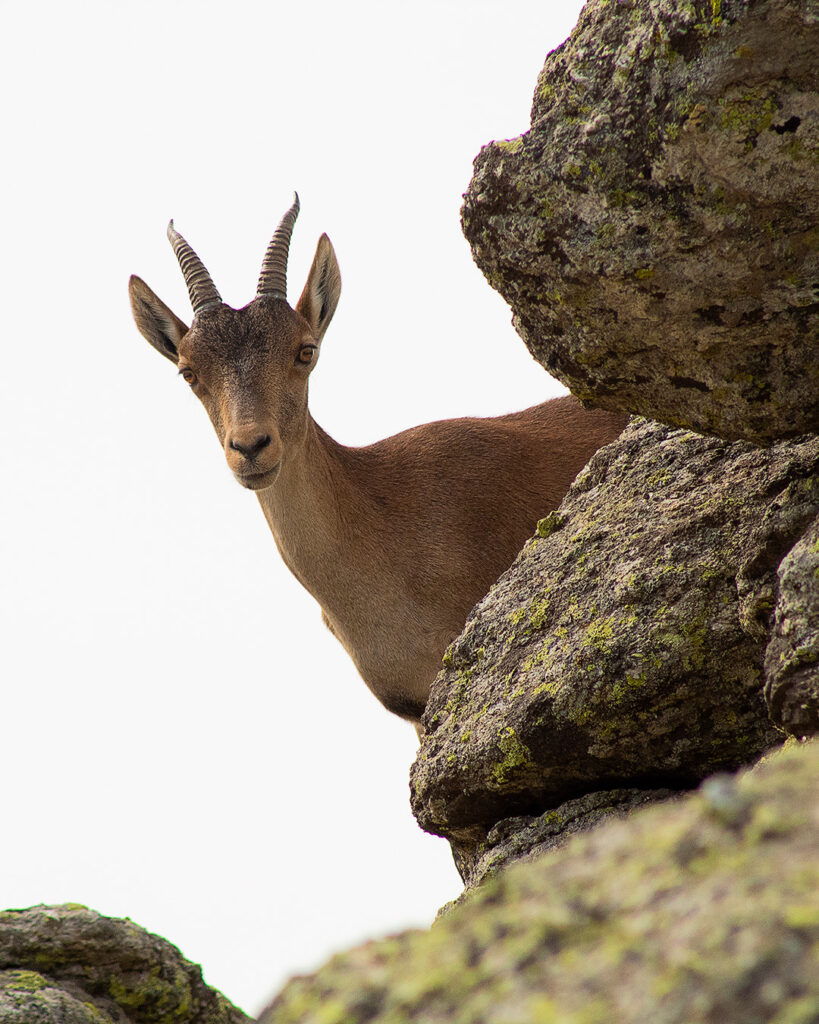 cabra_montesa_najarra_dagacopo.es