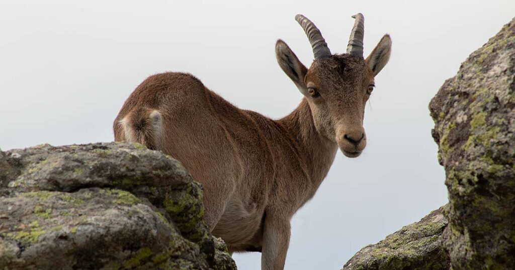 cabra_montesa_najarra_dagacopo.es
