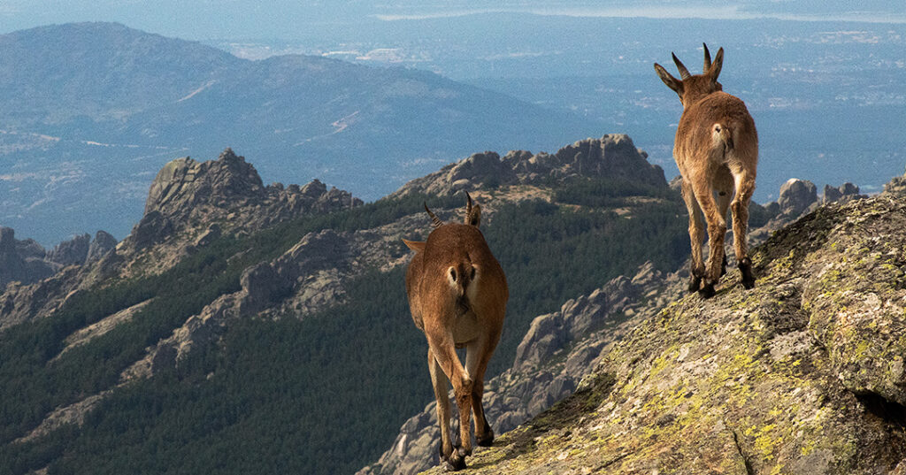 cabra_montesa_najarra_dagacopo.es