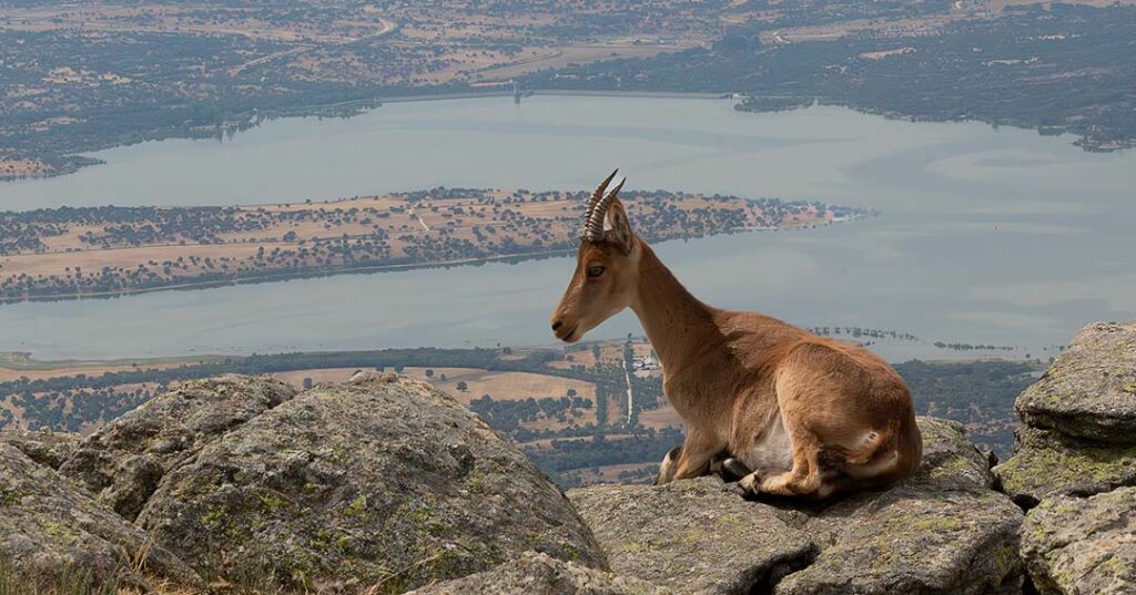 cabra_montesa_najarra_dagacopo.es