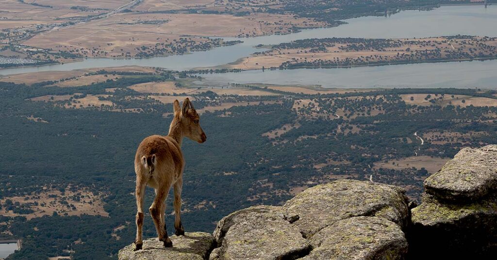 cabra_montesa_najarra_dagacopo.es